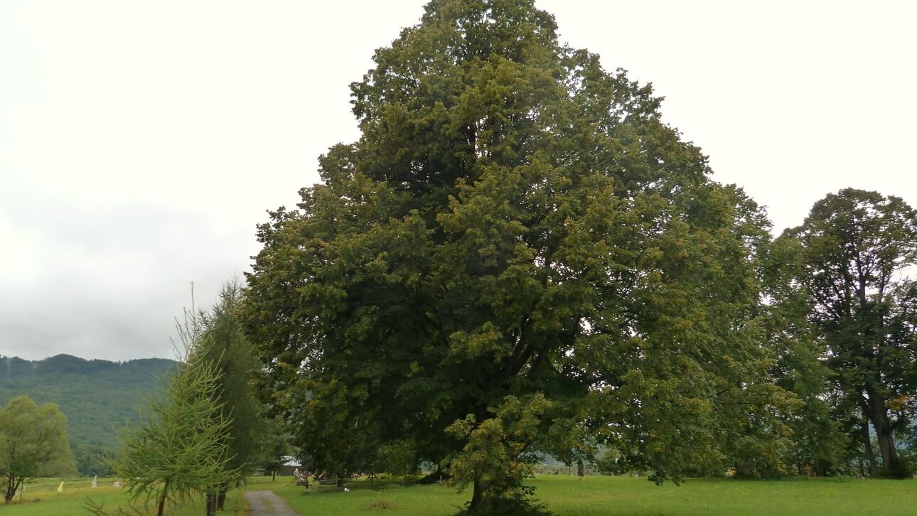 2eb74_foto6.jpg