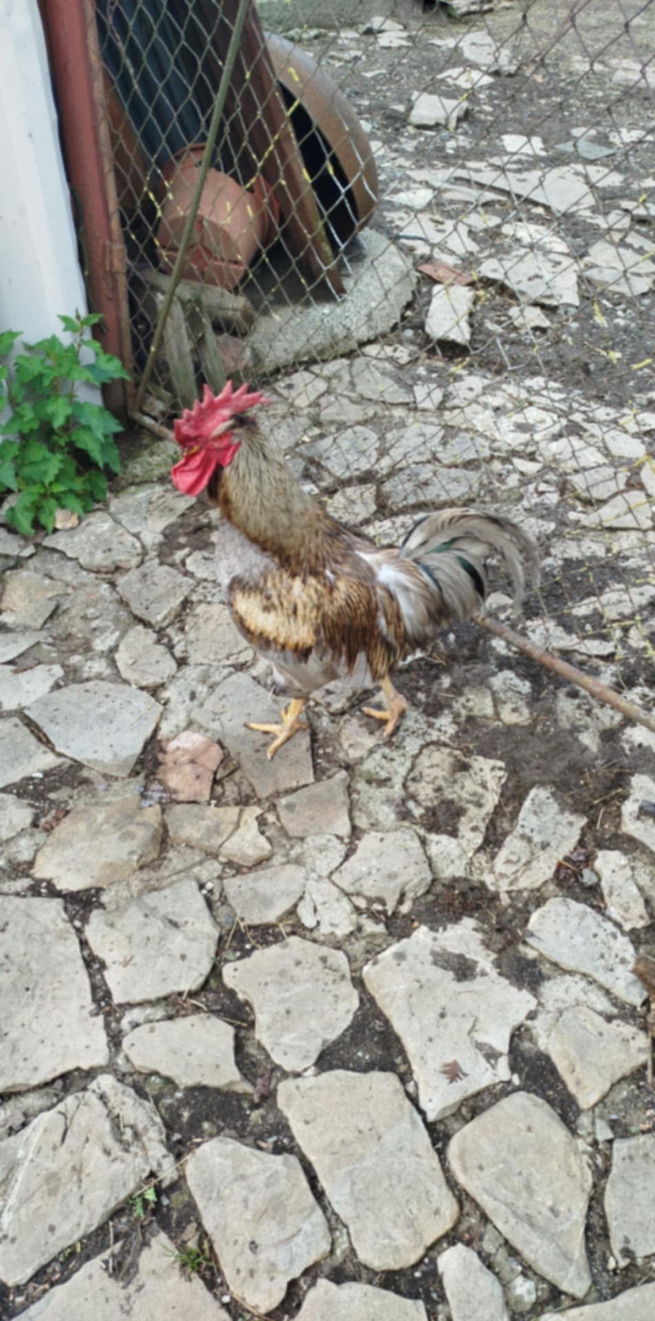 Našiel sa kohút Našiel sa kohút
