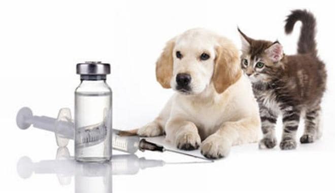 Očkovanie psov v Sklenom 3.6.2024