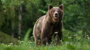 Vyhlásenie  mimoriadnej situácie na území Prešovského kraja - nežiaduci výskyt medveďa hnedého.